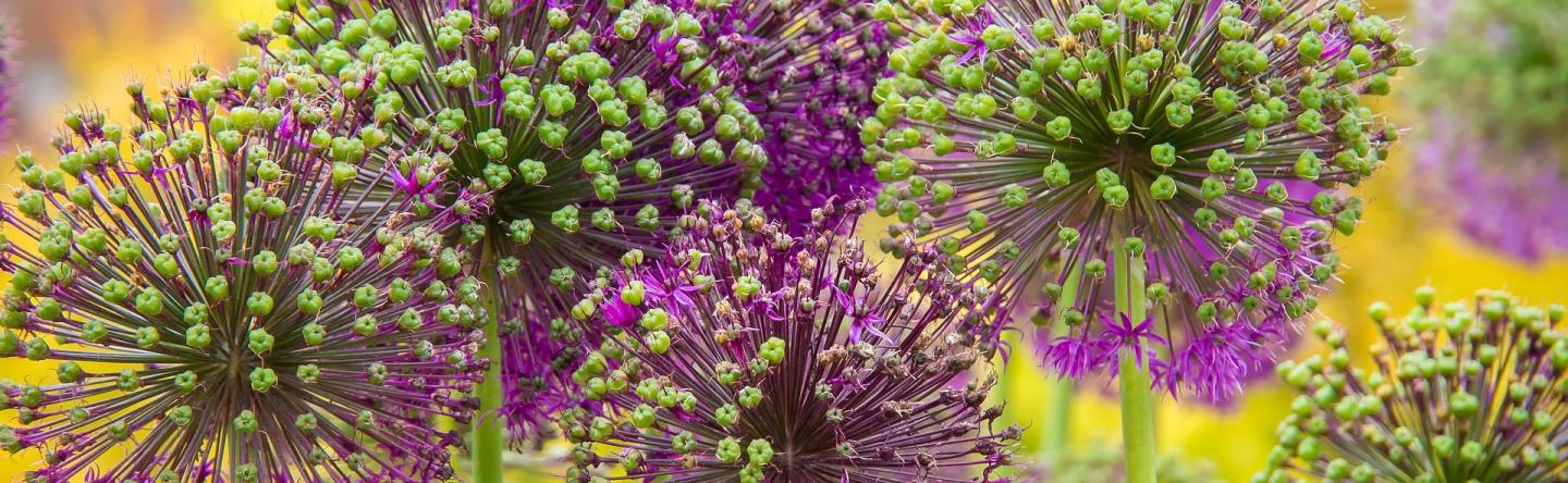 Paurs met groene, bolvormige bloemen met geel gras op de achtergrond.